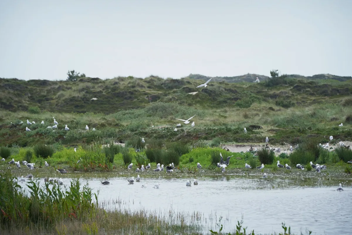 terschellings-als-natuurgebied.jpg