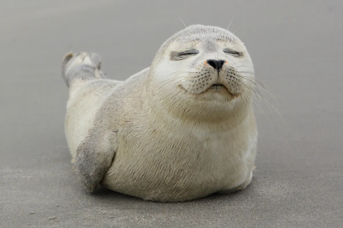 zeehonden pup op het strand